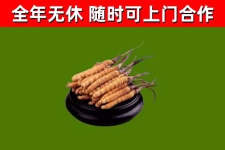白城市烟酒回收冬虫夏草.jpg